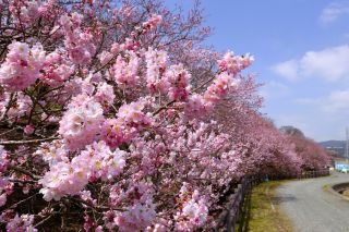 「beetleinblack」さんからの投稿写真@春木径・幸せ道桜まつり