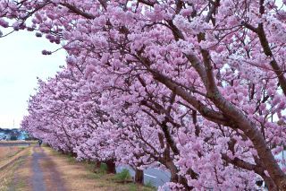 「あっきー」さんからの投稿写真＠春木径・幸せ道桜まつり