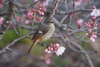 「ぶち」さんからの投稿写真＠春木径・幸せ道桜まつり