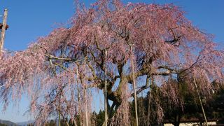 「ばつてら」さんからの投稿写真＠樫辻の女姫桜