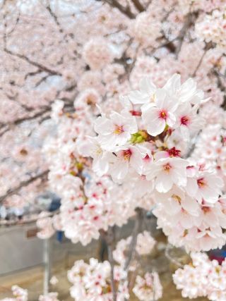 「ももたろう」さんからの投稿写真＠八代ふるさと公園