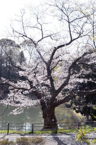 「写ガール」さんからの投稿写真＠県立三ツ池公園