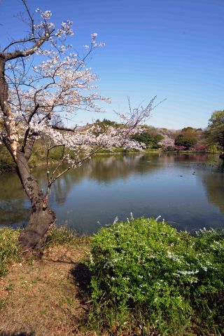 「写ガ−ル」さんからの投稿写真＠県立三ツ池公園