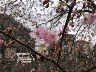 「みやくぼのりのり」さんからの投稿写真＠真間川沿い桜並木