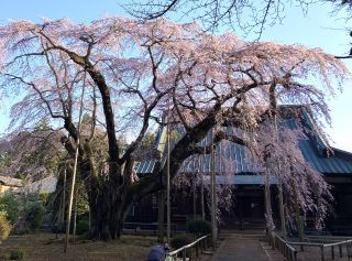 「わたぼうし」さんからの投稿写真＠長光寺のしだれ桜