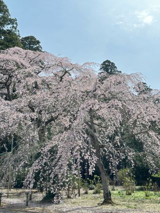「しんしん」さんからの投稿写真＠長光寺のしだれ桜