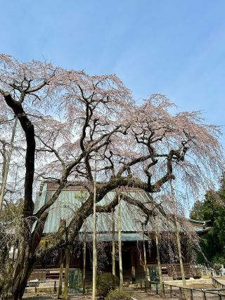「しんしん」さんからの投稿写真＠長光寺のしだれ桜