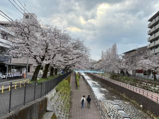 「けいちゃむ」さんからの投稿写真＠多摩センター桜まつり