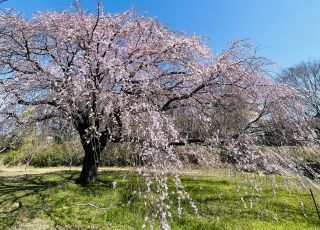 「Suechan」さんからの投稿写真＠豊田市井上町「一丁目しだれ桜」