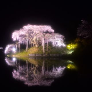 「さいたまっち」さんからの投稿写真＠中島の地蔵桜