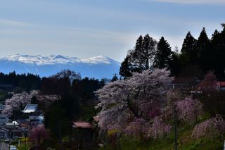 「さいたまっち」さんからの投稿写真＠中島の地蔵桜
