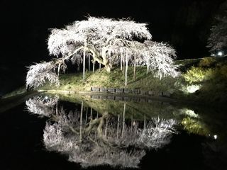 「ノアさん」さんからの投稿写真＠中島の地蔵桜