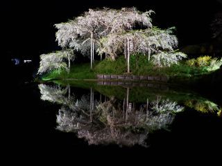 「ひろのこ」さんからの投稿写真＠中島の地蔵桜