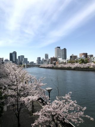 「884」さんからの投稿写真＠南天満公園 水辺のさくら回廊