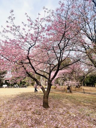 「気まま鳥」さんからの投稿写真＠林試の森公園