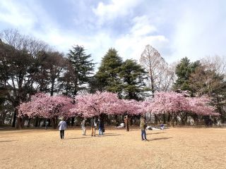 「気まま鳥」さんからの投稿写真＠林試の森公園