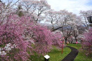「kasei2月」さんからの投稿写真＠館山史跡公園（岩谷堂城跡）