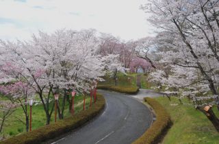 「kasei2月」さんからの投稿写真＠館山史跡公園（岩谷堂城跡）
