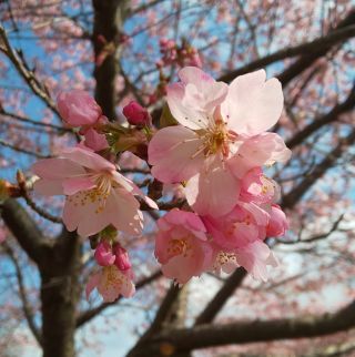 「湯上がりうさぎ」さんからの投稿写真＠長湯温泉 しだれ桜の里