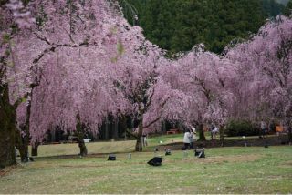 「harihari」さんからの投稿写真＠長湯温泉 しだれ桜の里