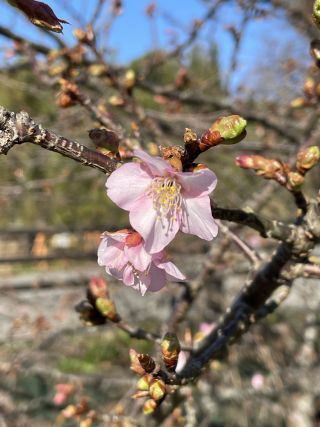 「桜富士」さんからの投稿写真＠椿坂の河津桜