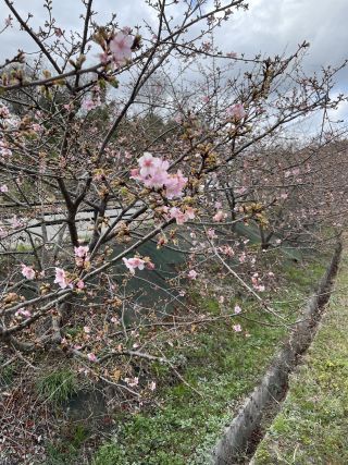 「桜富士」さんからの投稿写真＠椿坂の河津桜