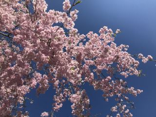「hideki361」さんからの投稿写真＠竹田の里のしだれ桜