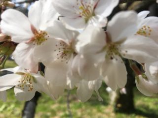 「さくら大好き」さんからの投稿写真＠竹田の里のしだれ桜