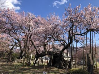 「さがらっち」さんからの投稿写真＠山高神代桜