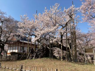 「よっこ」さんからの投稿写真＠山高神代桜