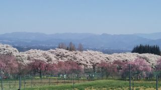 「きっこ」さんからの投稿写真＠山高神代桜