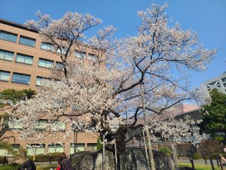 「ルメール」さんからの投稿写真＠石割桜