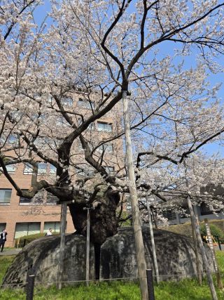 「Sくん」さんからの投稿写真＠石割桜