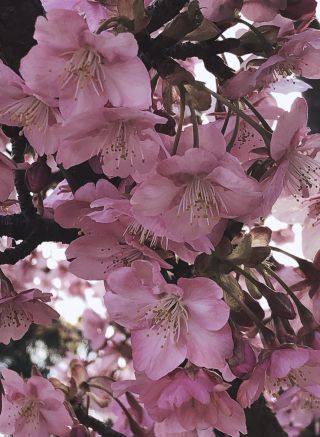 「ありがとう」さんからの投稿写真@馬見丘陵公園