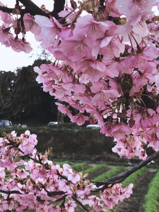 「ありがとう」さんからの投稿写真@馬見丘陵公園