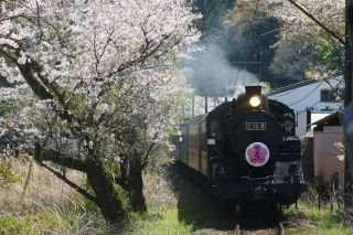 「くまのプー34」さんからの投稿写真＠家山の桜トンネル