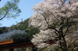 「くまのプー34」さんからの投稿写真＠家山の桜トンネル