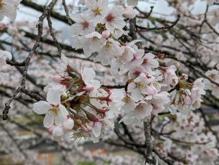 「ハタオー」さんからの投稿写真＠家山の桜トンネル