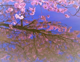 「ひめほたる」さんからの投稿写真＠五条川の桜並木