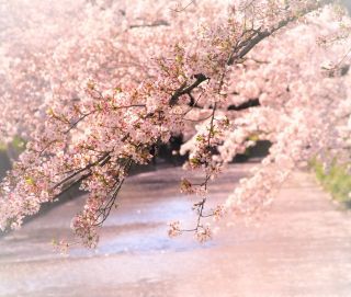 「ひめほたる」さんからの投稿写真＠五条川の桜並木