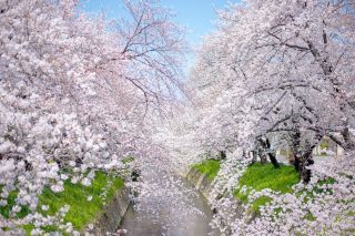 「なお」さんからの投稿写真＠五条川の桜並木