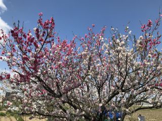 「ヤスジ」さんからの投稿写真＠五条川の桜並木