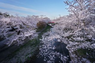 「さぁちゃん」さんからの投稿写真＠五条川の桜並木