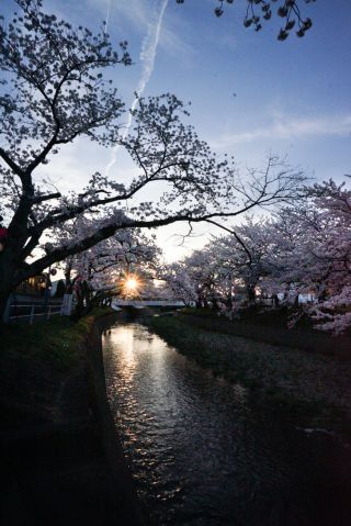 「さぁちゃん」さんからの投稿写真＠五条川の桜並木