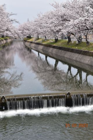 「seiichi」さんからの投稿写真＠五条川の桜並木