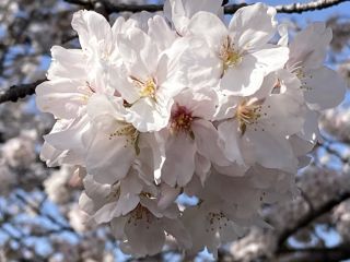 「zerolyst」さんからの投稿写真＠五条川の桜並木