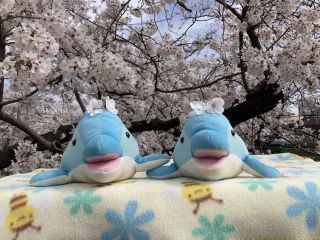 「zerolyst」さんからの投稿写真＠五条川の桜並木