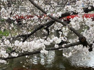 「zerolyst」さんからの投稿写真＠五条川の桜並木
