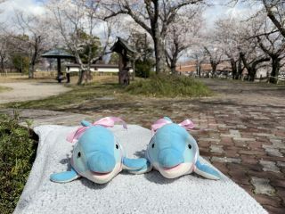 「zerolyst」さんからの投稿写真＠五条川の桜並木