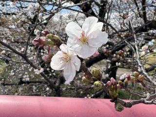 「zerolyst」さんからの投稿写真＠五条川の桜並木